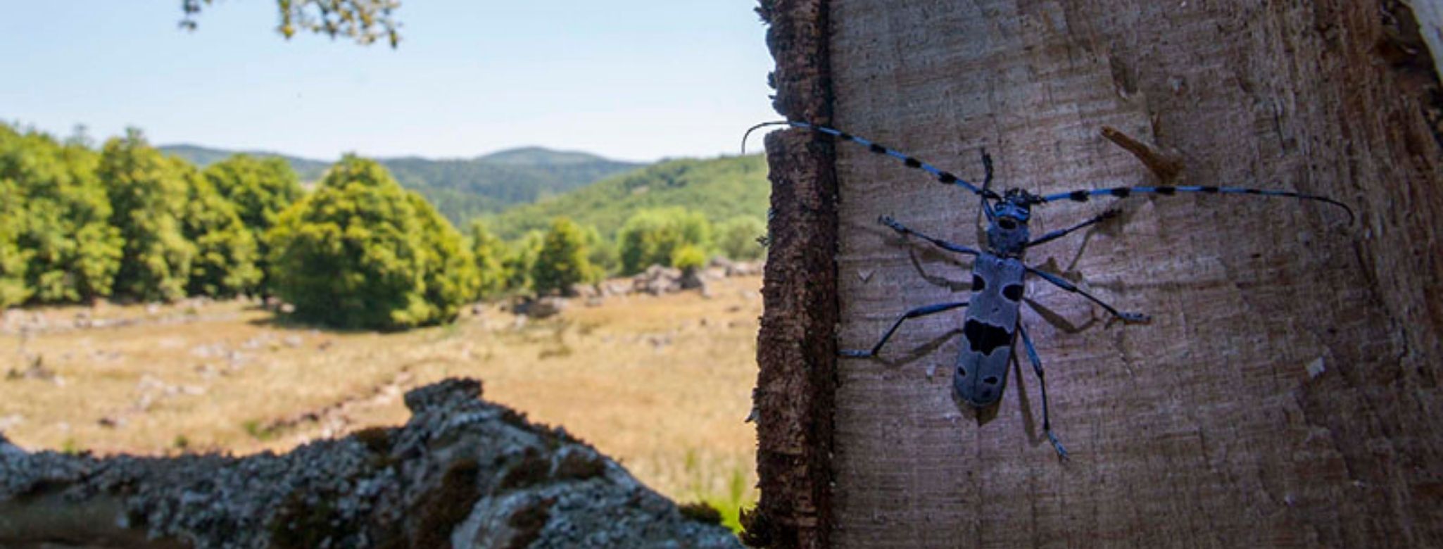 En quête d'insectes